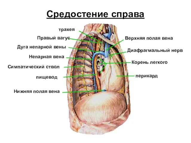 Средостение справа