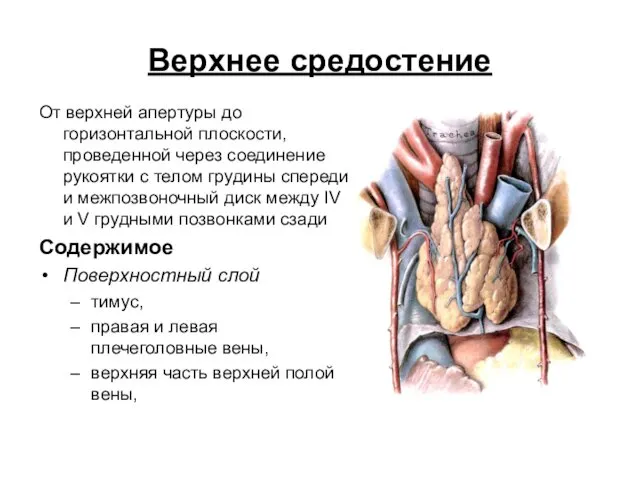 Верхнее средостение От верхней апертуры до горизонтальной плоскости, проведенной через соединение