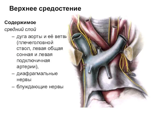 Верхнее средостение Содержимое средний слой дуга аорты и её ветви (плечеголовной