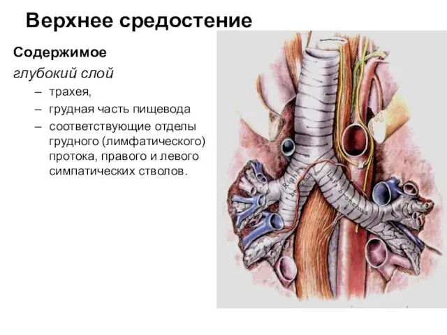 Верхнее средостение Содержимое глубокий слой трахея, грудная часть пищевода соответствующие отделы
