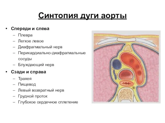 Синтопия дуги аорты Спереди и слева Плевра Легкое левое Диафрагмальный нерв