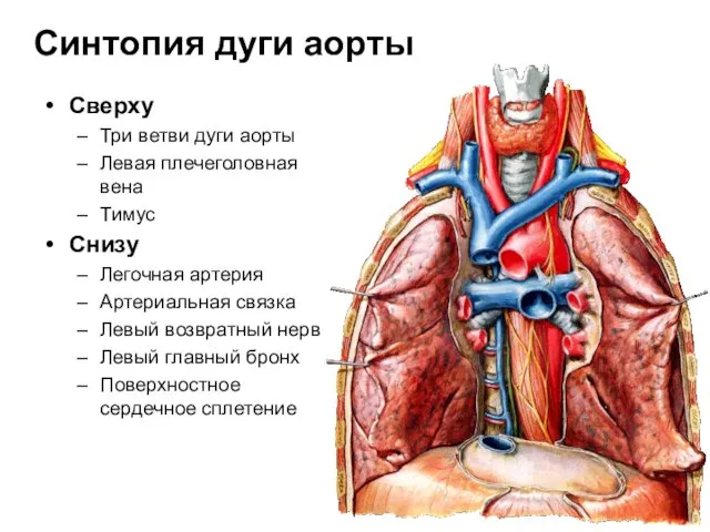 Синтопия дуги аорты Сверху Три ветви дуги аорты Левая плечеголовная вена
