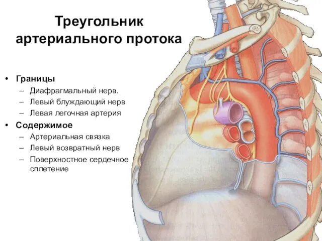 Треугольник артериального протока Границы Диафрагмальный нерв. Левый блуждающий нерв Левая легочная