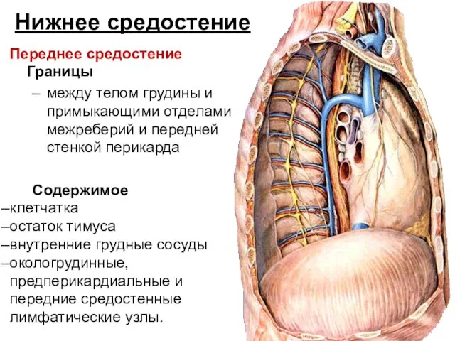 Нижнее средостение Переднее средостение Границы между телом грудины и примыкающими отделами