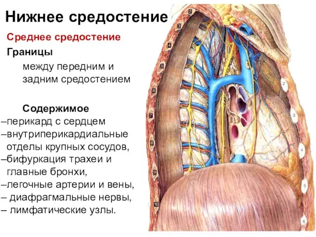 Нижнее средостение Среднее средостение Границы между передним и задним средостением Содержимое