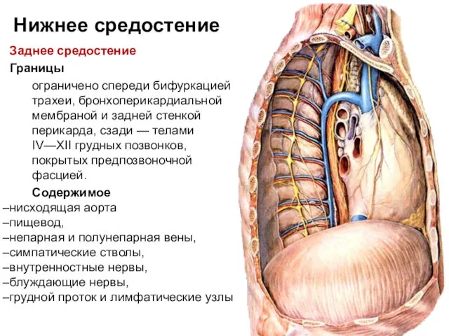 Нижнее средостение Заднее средостение Границы ограничено спереди бифуркацией трахеи, бронхоперикардиальной мембраной