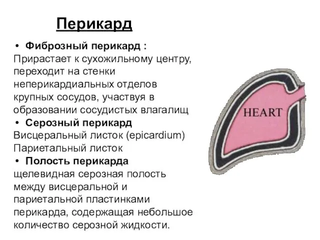 Перикард Фиброзный перикард : Прирастает к сухожильному центру, переходит на стенки