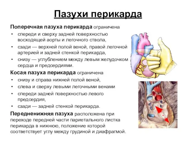 Пазухи перикарда Поперечная пазуха перикарда ограничена спереди и сверху задней поверхностью