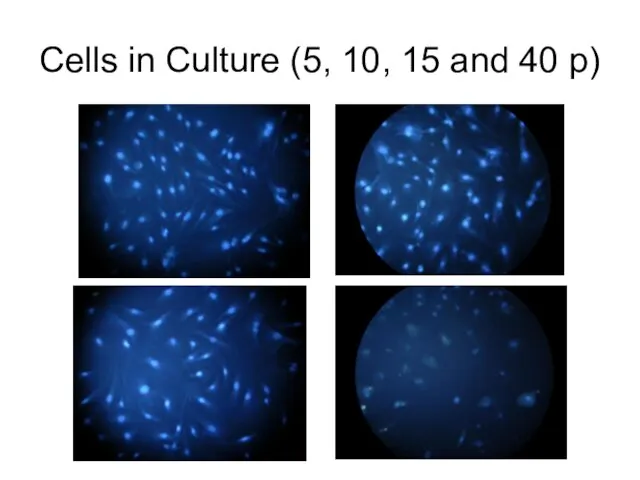 Cells in Culture (5, 10, 15 and 40 p)