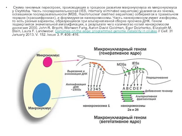 Схема геномных перестроек, происходящих в процессе развития макронуклеуса из микронуклеуса у