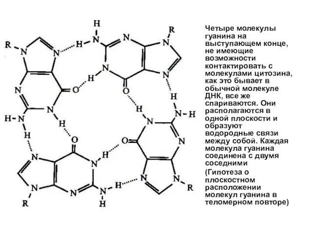 Четыре молекулы гуанина на выступающем конце, не имеющие возможности контактировать с