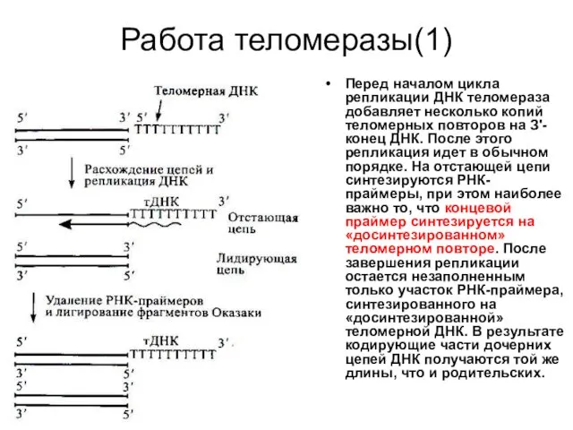 Работа теломеразы(1) Перед началом цикла репликации ДНК теломераза добавляет несколько копий