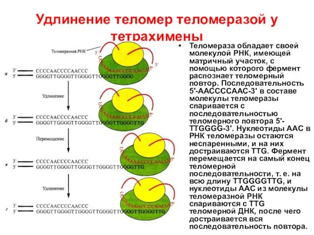 Удлинение теломер теломеразой у тетрахимены Теломераза обладает своей молекулой РНК, имеющей