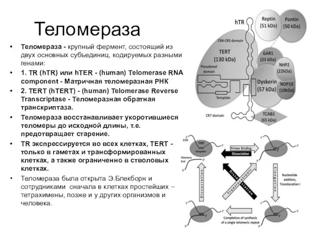 Теломераза Теломераза - крупный фермент, состоящий из двух основных субъединиц, кодируемых