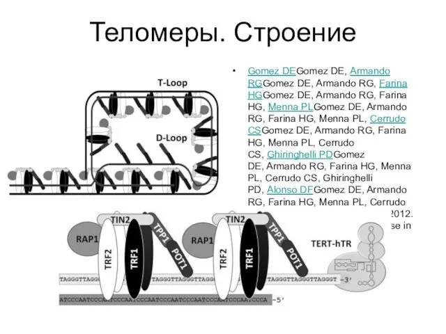 Теломеры. Строение Gomez DEGomez DE, Armando RGGomez DE, Armando RG, Farina