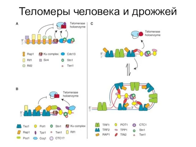 Теломеры человека и дрожжей