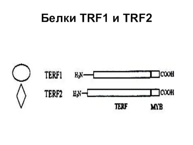 Белки TRF1 и TRF2
