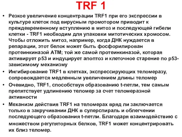 TRF 1 Резкое увеличение концентрации ТRF1 при его экспрессии в культуре