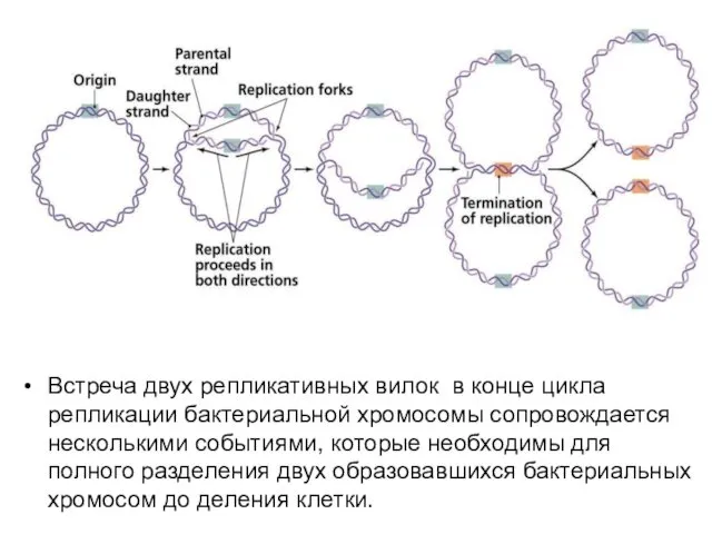 Встреча двух репликативных вилок в конце цикла репликации бактериальной хромосомы сопровождается