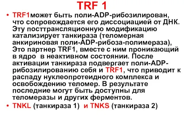 TRF 1 ТRF1может быть поли-АDР-рибозилирован, что сопровождается его диссоциацией от ДНК.