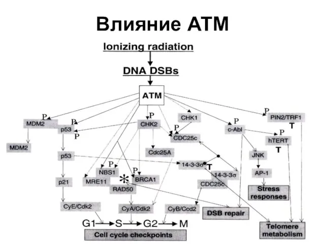 Влияние АТМ