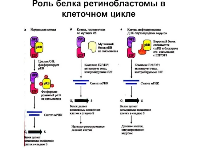 Роль белка ретинобластомы в клеточном цикле