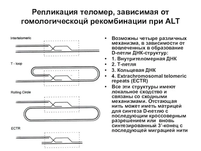 Репликация теломер, зависимая от гомологическоцй рекомбинации при ALT Возможны четыре различных