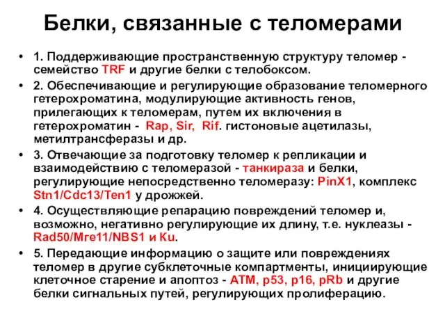 Белки, связанные с теломерами 1. Поддерживающие пространственную структуру теломер - семейство