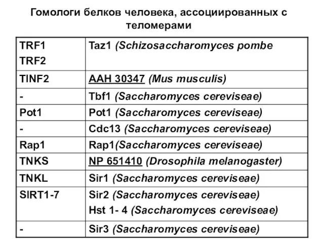 Гомологи белков человека, ассоциированных с теломерами