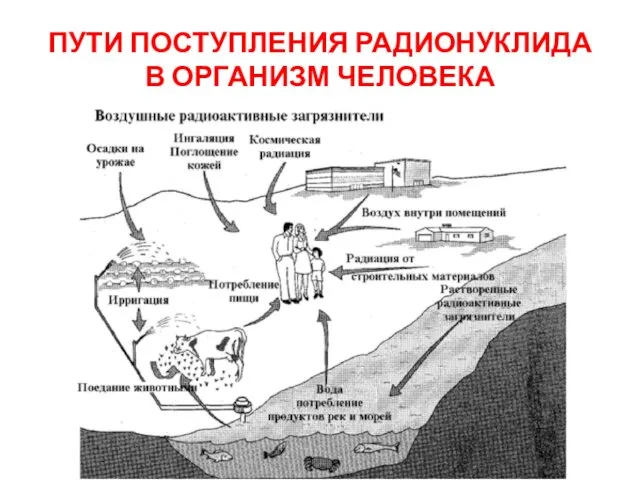 ПУТИ ПОСТУПЛЕНИЯ РАДИОНУКЛИДА В ОРГАНИЗМ ЧЕЛОВЕКА