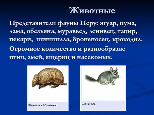 Животные Представители фауны Перу: ягуар, пума, лама, обезьяна, муравьед, ленивец, тапир,