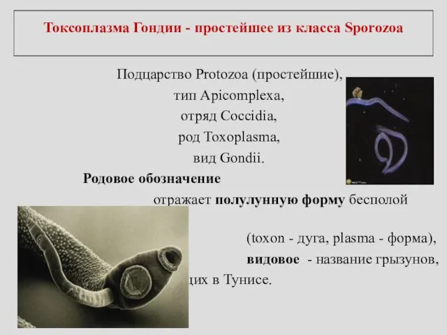 Токсоплазма Гондии - простейшее из класса Sporozoa Подцарство Protozoa (простейшие), тип