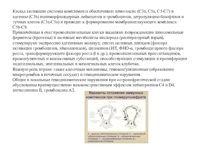 Каскад активации системы комплемента обеспечивает хемотаксис (C3a, C5a, C5-C7) и адгезию