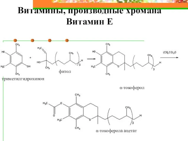 Витамины, производные хромана Витамин Е Триметилгидрохинон изофитол α-токоферол триметилгидрохинон фитол α-токоферол α-токоферола ацетат