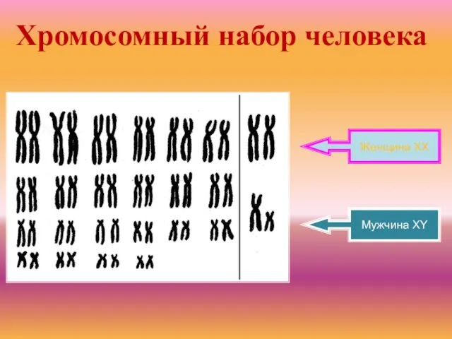 Хромосомный набор человека Женщина XX Мужчина XY