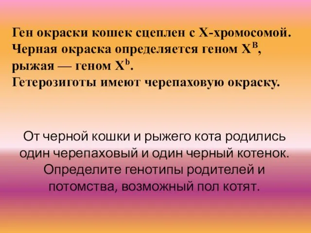 Ген окраски кошек сцеплен с Х-хромосомой. Черная окраска определяется геном ХВ,