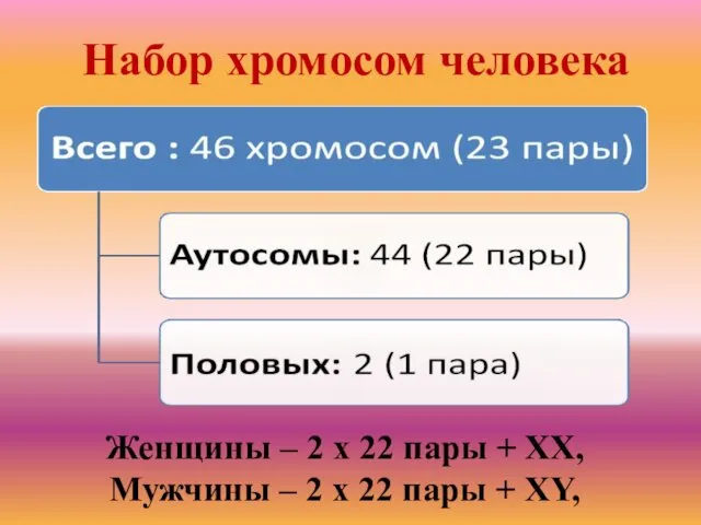 Набор хромосом человека Женщины – 2 х 22 пары + XX,