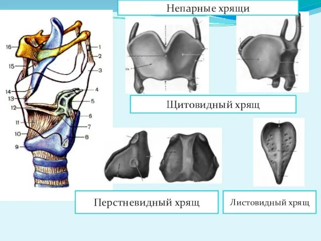 Щитовидный хрящ Перстневидный хрящ Листовидный хрящ Непарные хрящи