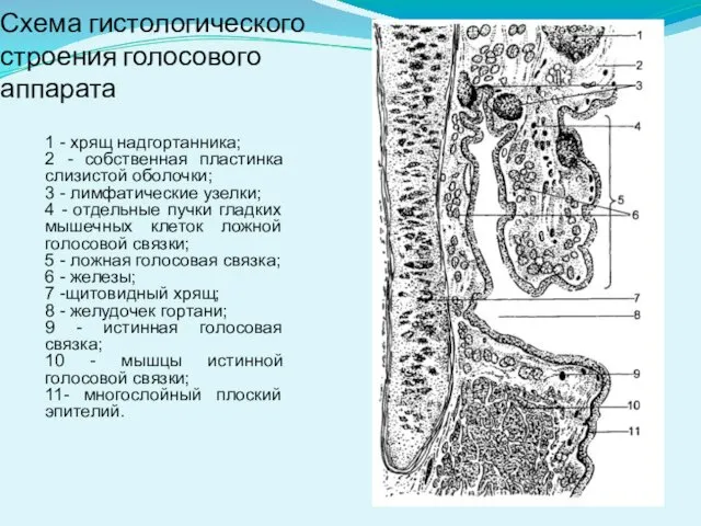 Схема гистологического строения голосового аппарата 1 - хрящ надгортанника; 2 -