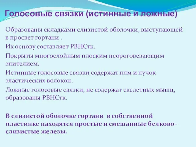 Голосовые связки (истинные и ложные) Образованы складками слизистой оболочки, выступающей в