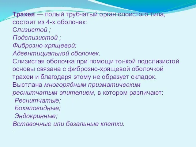 Трахея — полый трубчатый орган слоистого типа, состоит из 4-х оболочек: