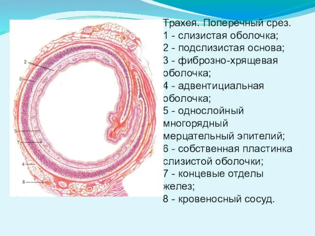 Трахея. Поперечный срез. 1 - слизистая оболочка; 2 - подслизистая основа;