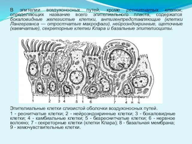 Эпителиальные клетки слизистой оболочки воздухоносных путей. 1 - реснитчатые клетки; 2