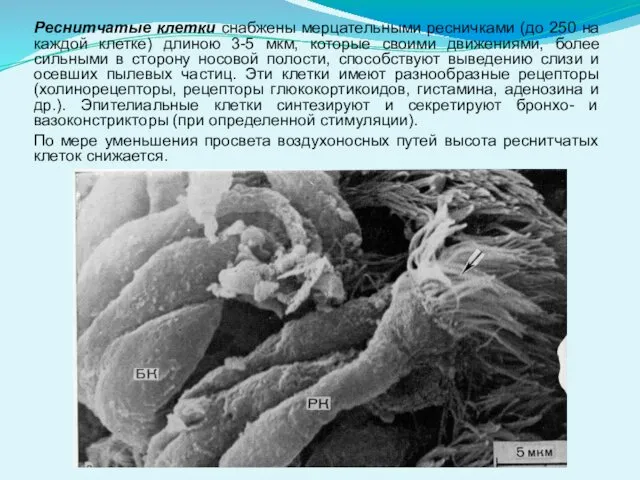 Реснитчатые клетки снабжены мерцательными ресничками (до 250 на каждой клетке) длиною