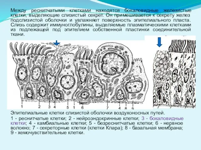 Эпителиальные клетки слизистой оболочки воздухоносных путей. 1 - реснитчатые клетки; 2