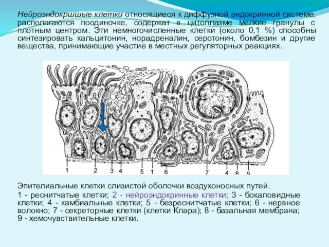 Нейроэндокршшые клетки относящиеся к диффузной эндокринной системе, располагаются поодиночке, содержат в