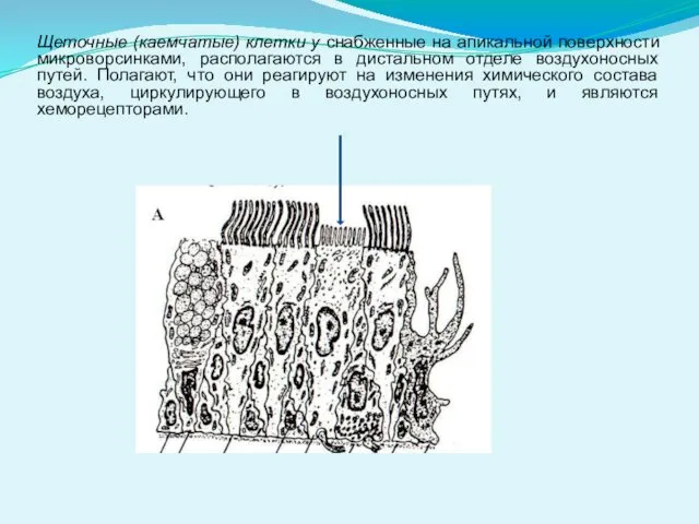 Щеточные (каемчатые) клетки у снабженные на апикальной поверхности микроворсинками, располагаются в