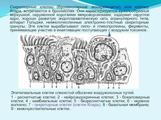 Секреторные клетки (бронхиолярные экзокриноциты), или клетки Клара, встречаются в бронхиолах. Они