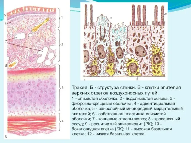 Трахея. Б - структура стенки. В - клетки эпителия верхних отделов