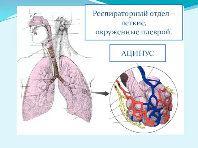 Респираторный отдел – легкие, окруженные плеврой. АЦИНУС